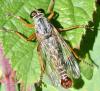 Aneomochtherus flavicornis